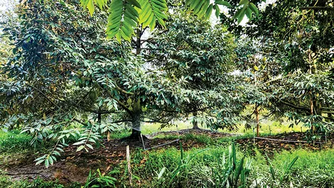 Thúc đẩy ứng dụng khoa học, công nghệ và chuyển đổi số trong nông nghiệp