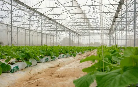 Kieufarm - Dẫn đầu giải pháp nhà màng dưa lưới hiệu quả và bền vững
