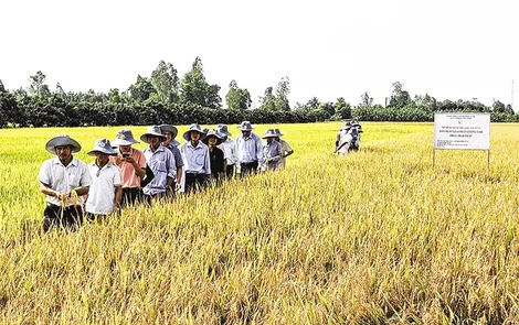 Phát huy mô hình, cách làm hay từ Ðề án 1 triệu héc-ta chuyên canh lúa chất lượng cao