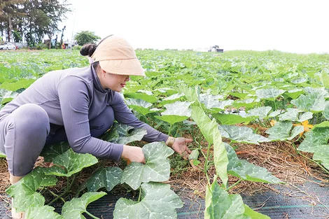 Chuyên canh rau màu theo hướng an toàn, thích ứng với biến đổi khí hậu