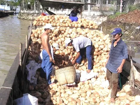 Dừa tăng giá mạnh, nông dân miền Tây trúng đậm