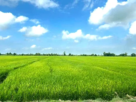 Tăng cường phòng trị dịch bệnh trên lúa hè thu khi thời tiết vào đầu mùa mưa