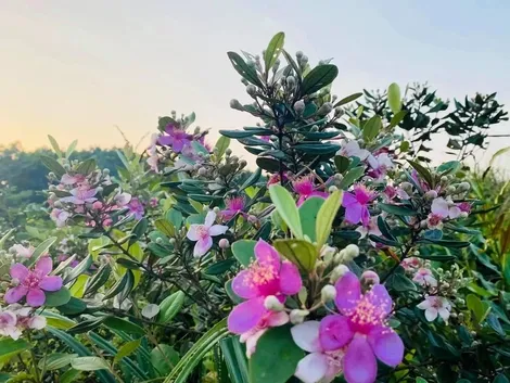Lễ hội hoa sim biên giới diễn ra từ ngày 17-18/5
