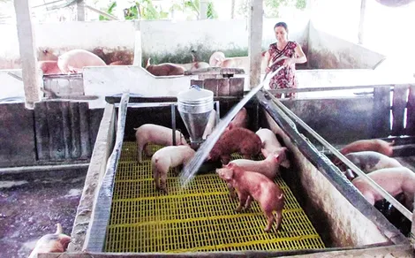 Phòng, chống dịch, bảo vệ an toàn cho đàn vật nuôi