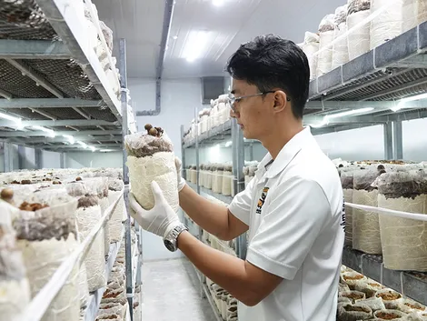 Trồng nấm mối đen ứng dụng công nghệ cao
