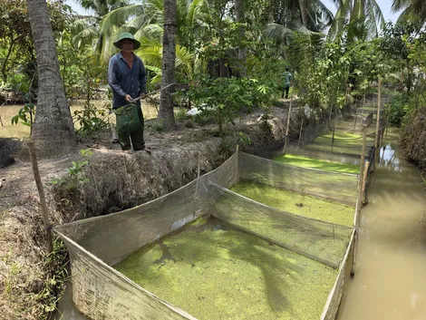 Nâng cao thu nhập bằng mô hình nuôi ốc bươu đen trong vèo