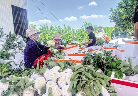Nâng chất hoạt động cho hợp tác xã nông nghiệp
