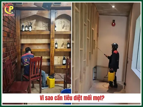 Công ty diệt mối tận gốc tại Cần Thơ uy tín, giá rẻ - Diệt Mối Tâm Phát