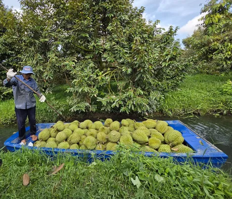 Thúc đẩy phát triển hiệu quả, bền vững ngành sầu riêng Việt Nam