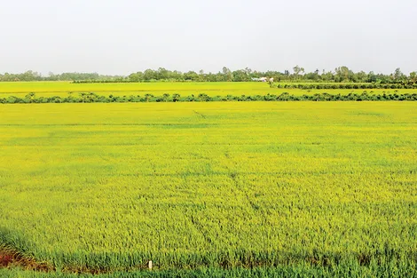 Đảm bảo an toàn, hiệu quả thu hoạch lúa hè thu