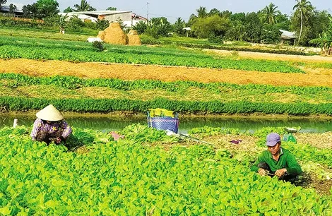 Nông dân Vĩnh Long “ưng” trồng rau cải