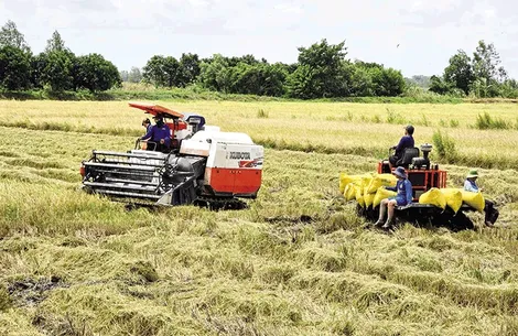 Nông dân gặp nhiều bất lợi trong vụ lúa hè thu