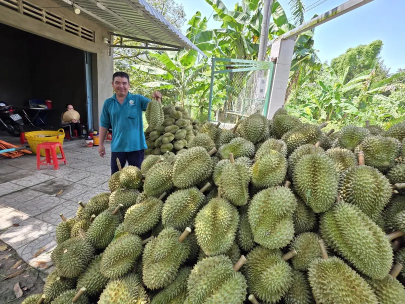 Sớm khắc phục hạn chế trong sản xuất và tiêu thụ sầu riêng