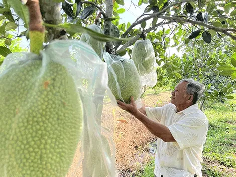 Năng động chuyển hướng trồng mận xanh đường xen với mít ruột đỏ