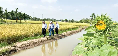 Cơm gạothắt lại những mối dây