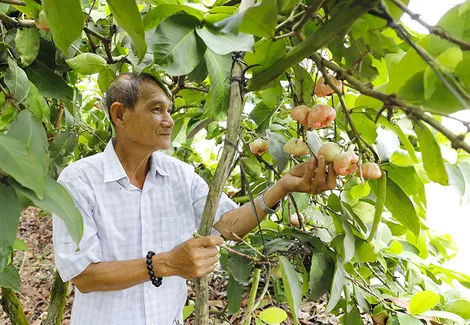 Thu nhập khá từ mô hình trồng mận hồng đào đá