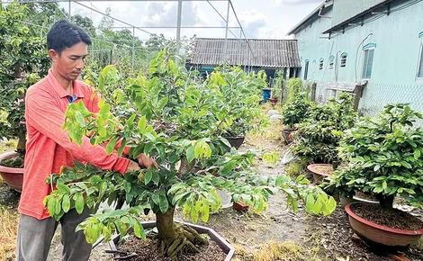 Liên kết, hỗ trợ người trồng mai vàng nâng cao thu nhập