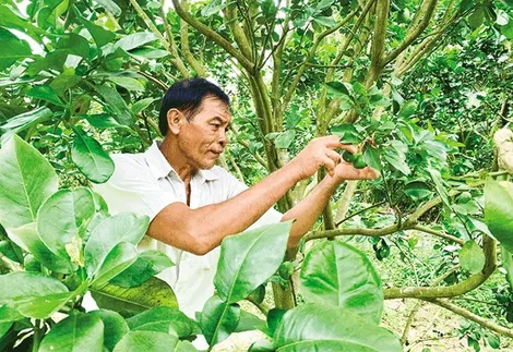 Ứng dụng tiến bộ kỹ thuật vào trồng bưởi da xanh, mãng cầu xiêm