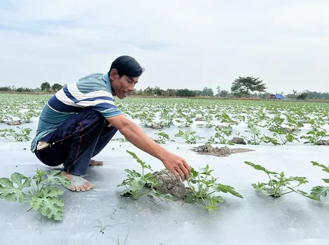 Thu nhập cao với mô hình trồng dưa hấu chuyên canh dưới ruộng