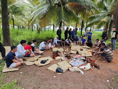 Triệt phá điểm đá gà quy mô lớn tại xã Long Phú