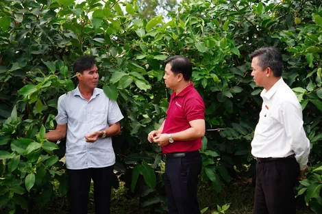 Mận hồng Sân Tiên - Tư duy sản xuất sạch và dòng vốn tín dụng xanh từ Agribank