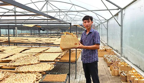 Lục bình “lên đời”