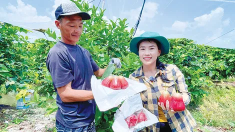 Kiếm tiền tỉ mỗi năm nhờ trồng mận hồng MST theo hướng hữu cơ