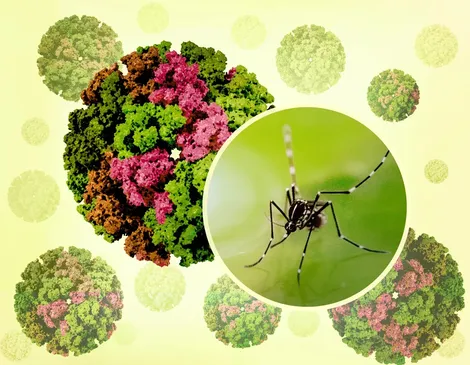 Bộ Y tế khuyến cáo khẩn các biện pháp phòng, chống bệnh Chikungunya