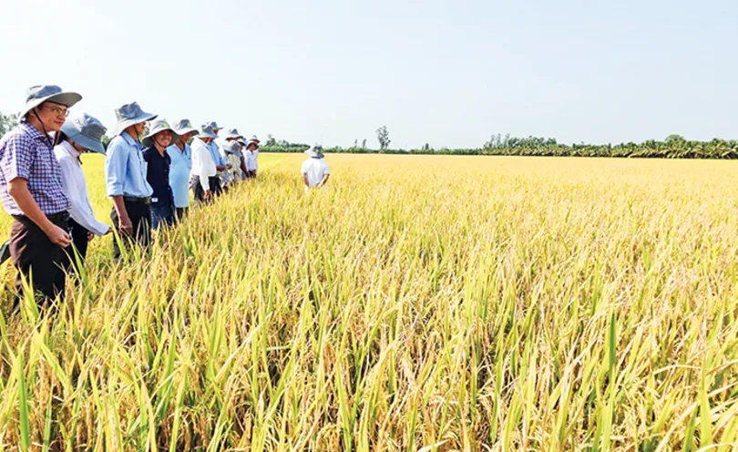 Phát triển trồng trọt giảm phát thải - Hướng đi bền vững trong bối cảnh biến đổi khí hậu