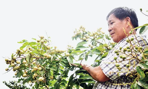 Nhãn Thanh Sơn - giống lạ, trái ngon