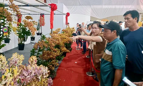 Trao giải Hội thi và trưng bày hoa lan mở rộng toàn quốc lần thứ X tại TP Cần Thơ