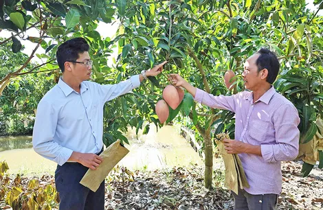 Mã số vùng trồng - "đòn bẩy" cho nông sản vươn xa