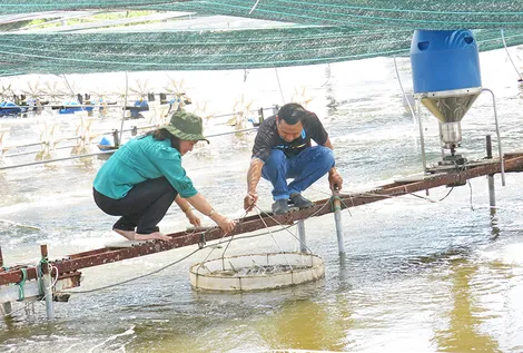 Bảo vệ tôm nuôi nước lợ trong mùa mưa