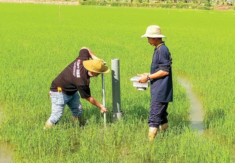 Sản xuất an toàn, hiệu quả, nâng cao giá trị lúa gạo