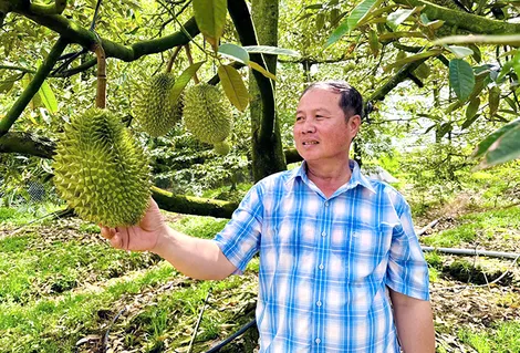 Nông dân thành phố thi đua sản xuất, kinh doanh giỏi
