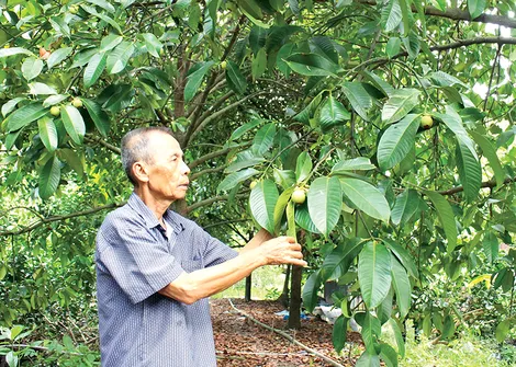 Vượt khó, làm giàu từ cây măng cụt