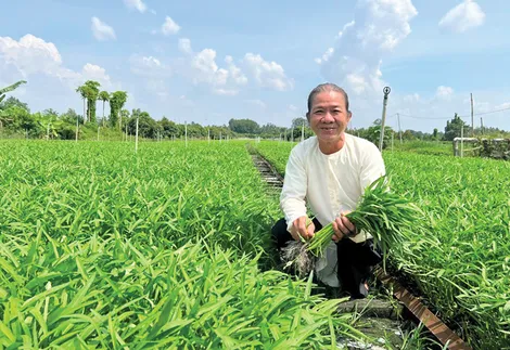 Làm giàu từ mô hình trồng rau muống chuyên canh