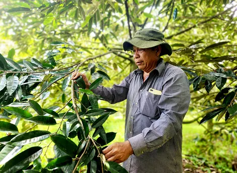 Hợp tác cùng khá lên nhờ cây sầu riêng