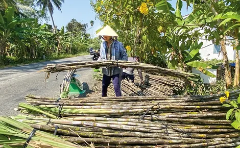 Nông dân vùng mía gỡ khó nhờ trồng mía chục