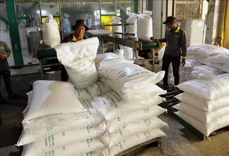 Tăng giải pháp thúc đẩy sản xuất, xuất khẩu, ổn định thị trường gạo