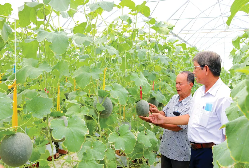 Phát triển nông nghiệp công nghệ cao