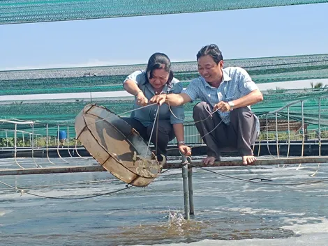 Khảo sát nuôi tôm thẻ siêu thâm canh, ứng dụng công nghệ cao