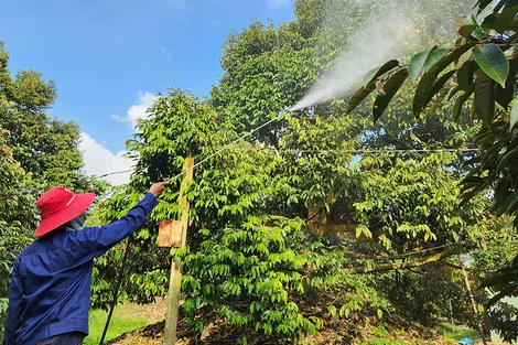 Thu hoạch 878.520 tấn trái cây