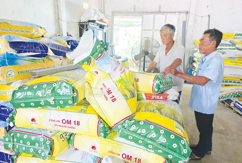 Chuẩn bị nguồn giống tốt cho vụ lúa đông xuân