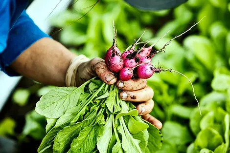 Phát hiện cách thức vi nhựa xâm nhập rau củ