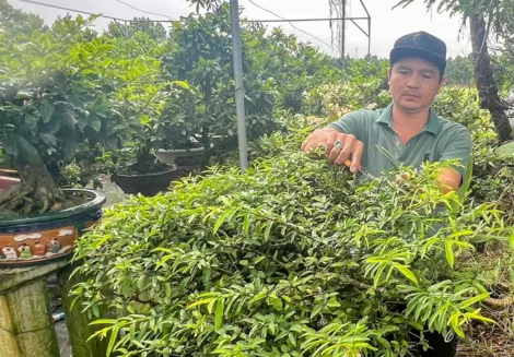 Thu nhập cao từ nghề sửa kiểng, chăm sóc bonsai
