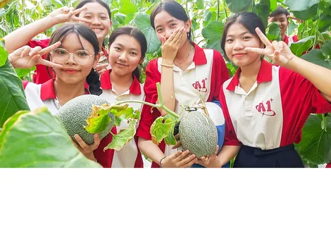 Trồng dưa lưới chất lượng cao bằng mô hình thủy canh tuần hoàn nước
