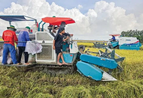Nỗ lực khơi thông nguồn vốn cho thực hiện Đề án 1 triệu héc-ta lúa