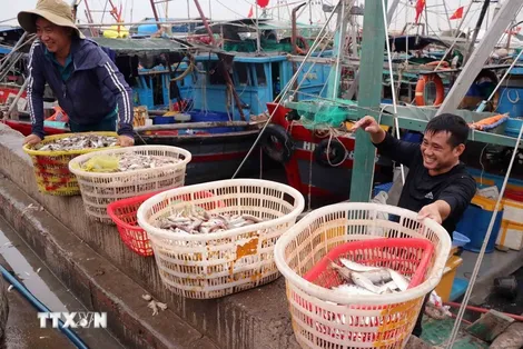 Điều tra nguồn lợi thủy sản - nền tảng cho bảo tồn và khai thác bền vững