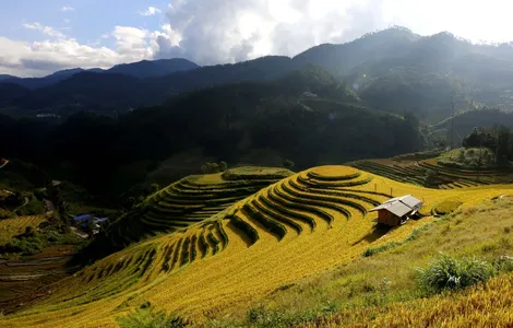 Mãn nhãn với mùa vàng rực rỡ ở Mù Cang Chải